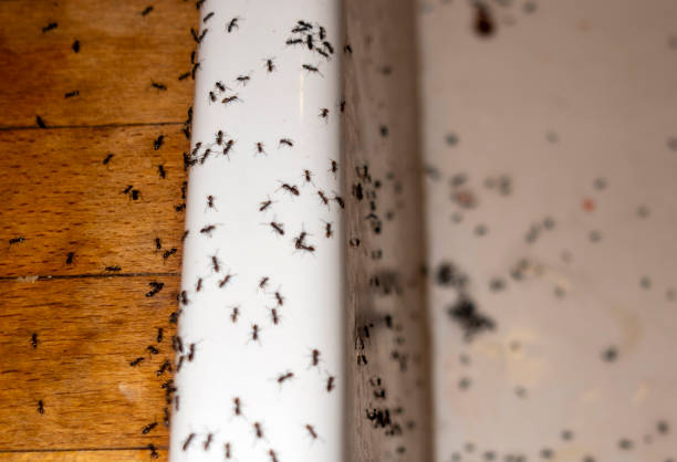 Best Commercial Pest Control Services  in Rose Lodge, OR